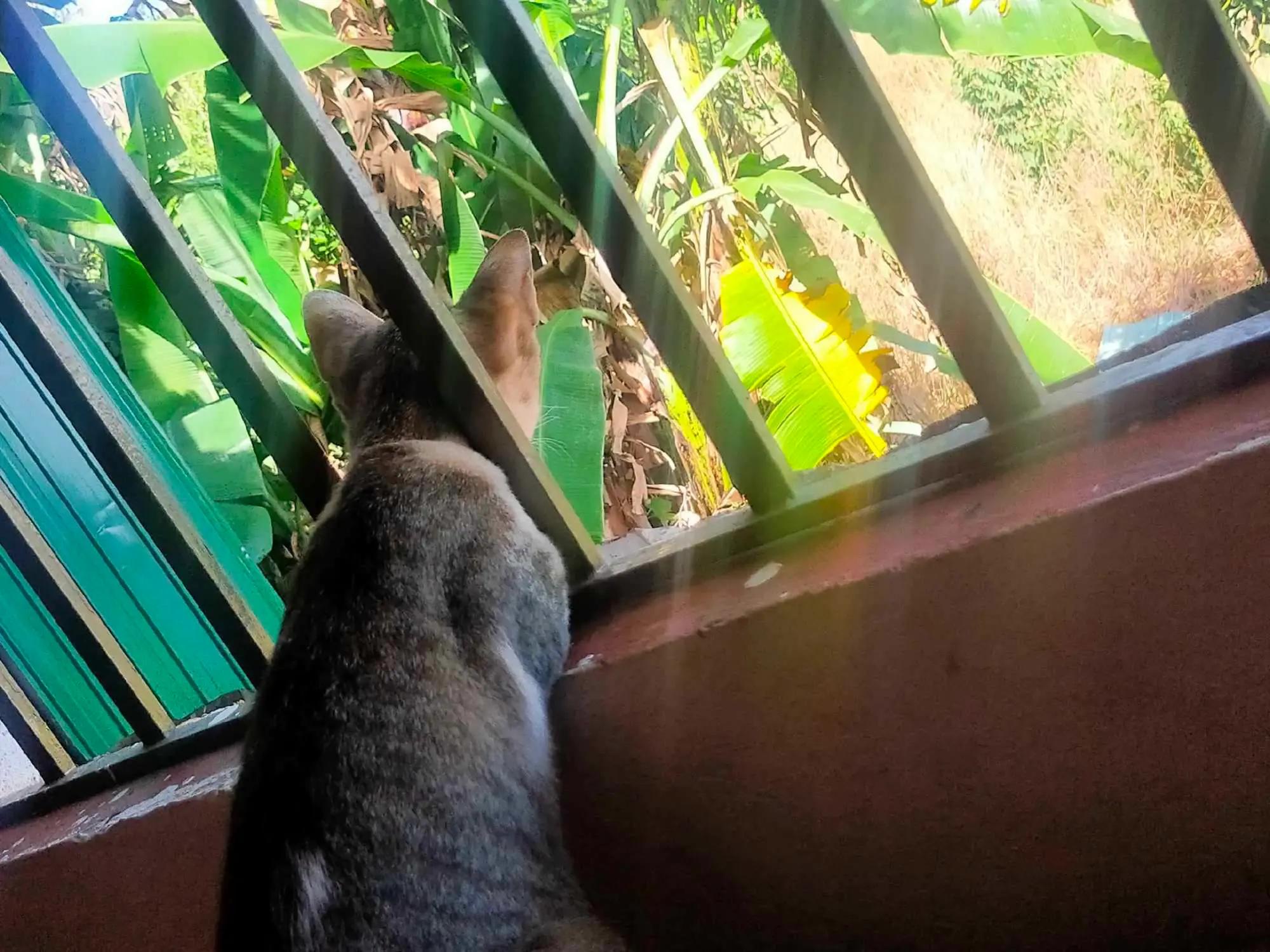 Cat photo 1