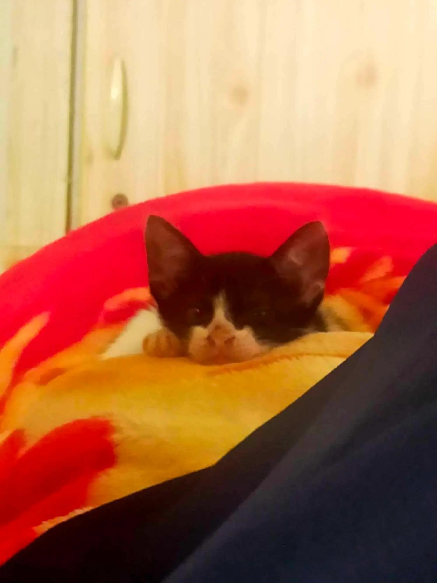 Cat photo 3