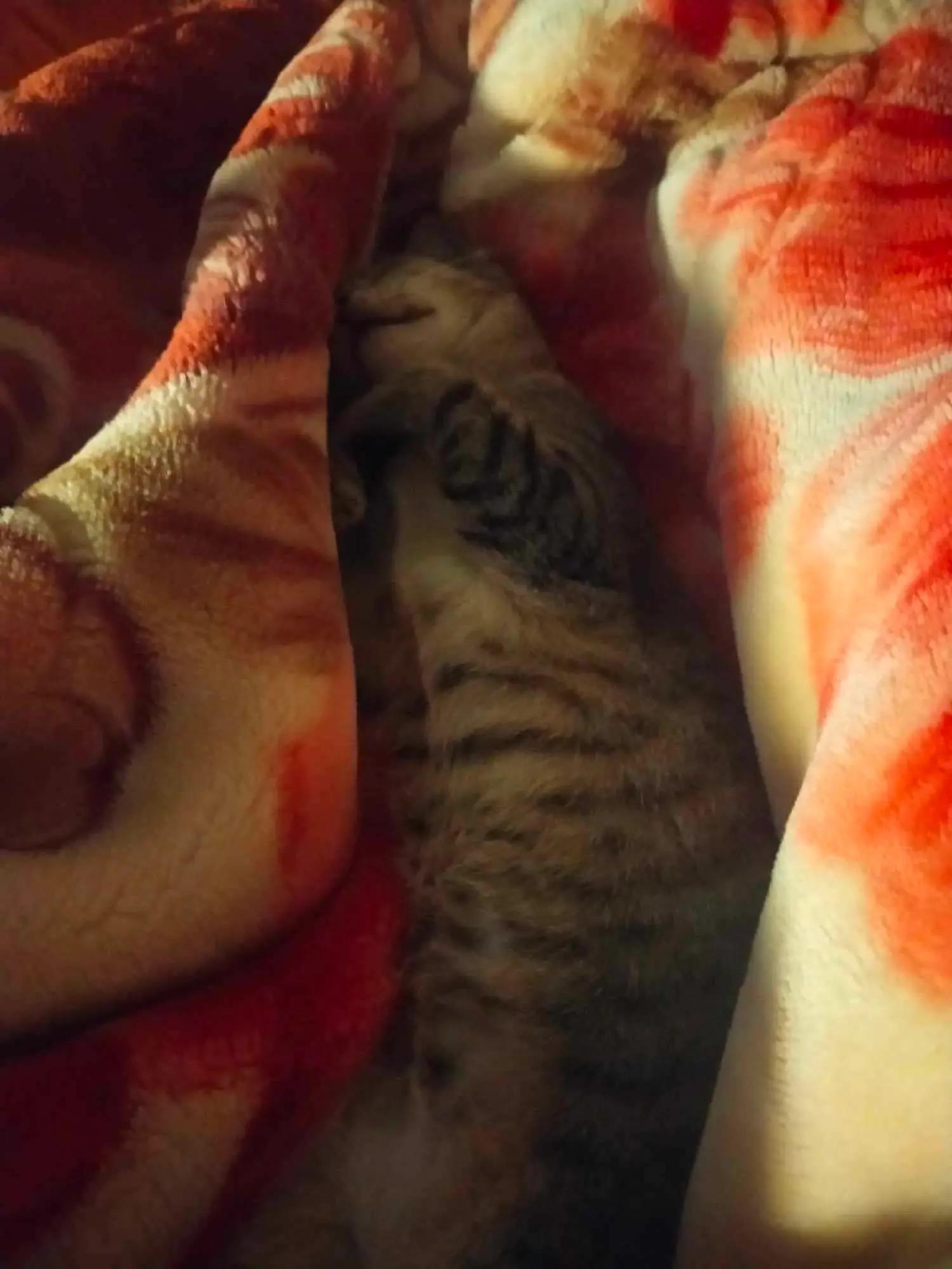 Cat photo 5