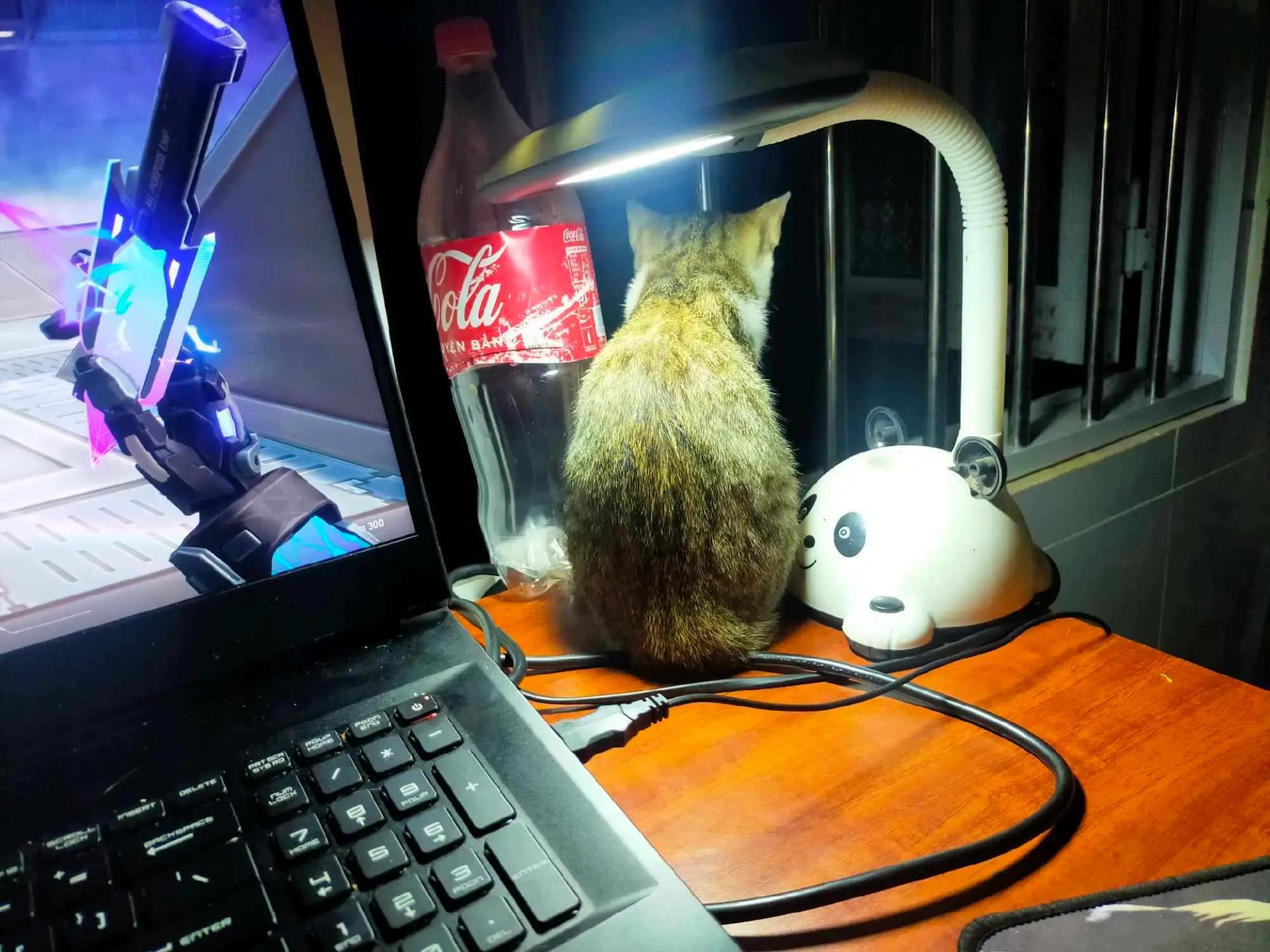 Cat photo 6